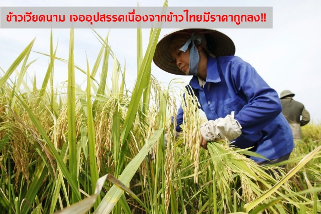 เวียดนามส่งออกข้าวไม่ถึง